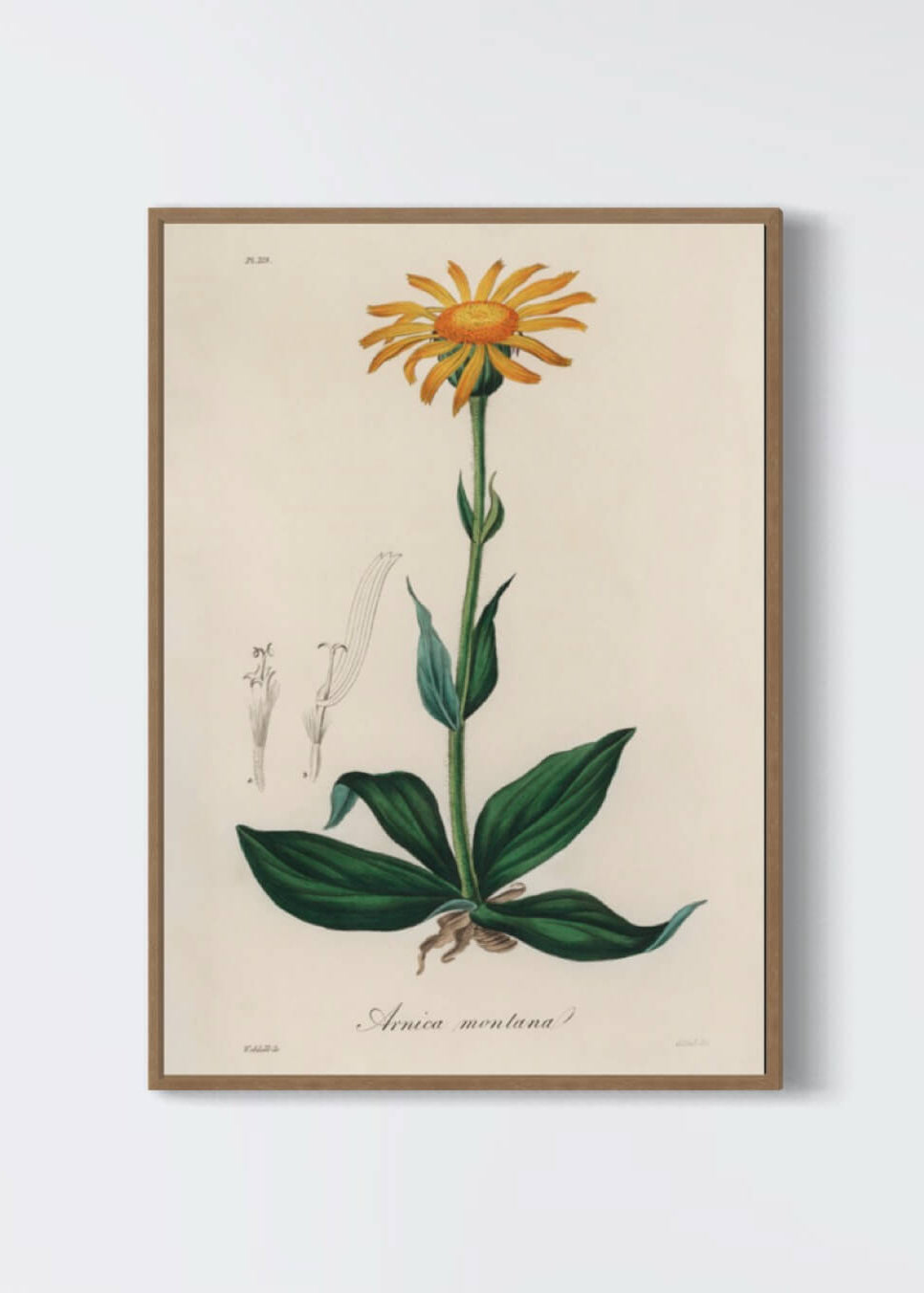 Arnica Montana