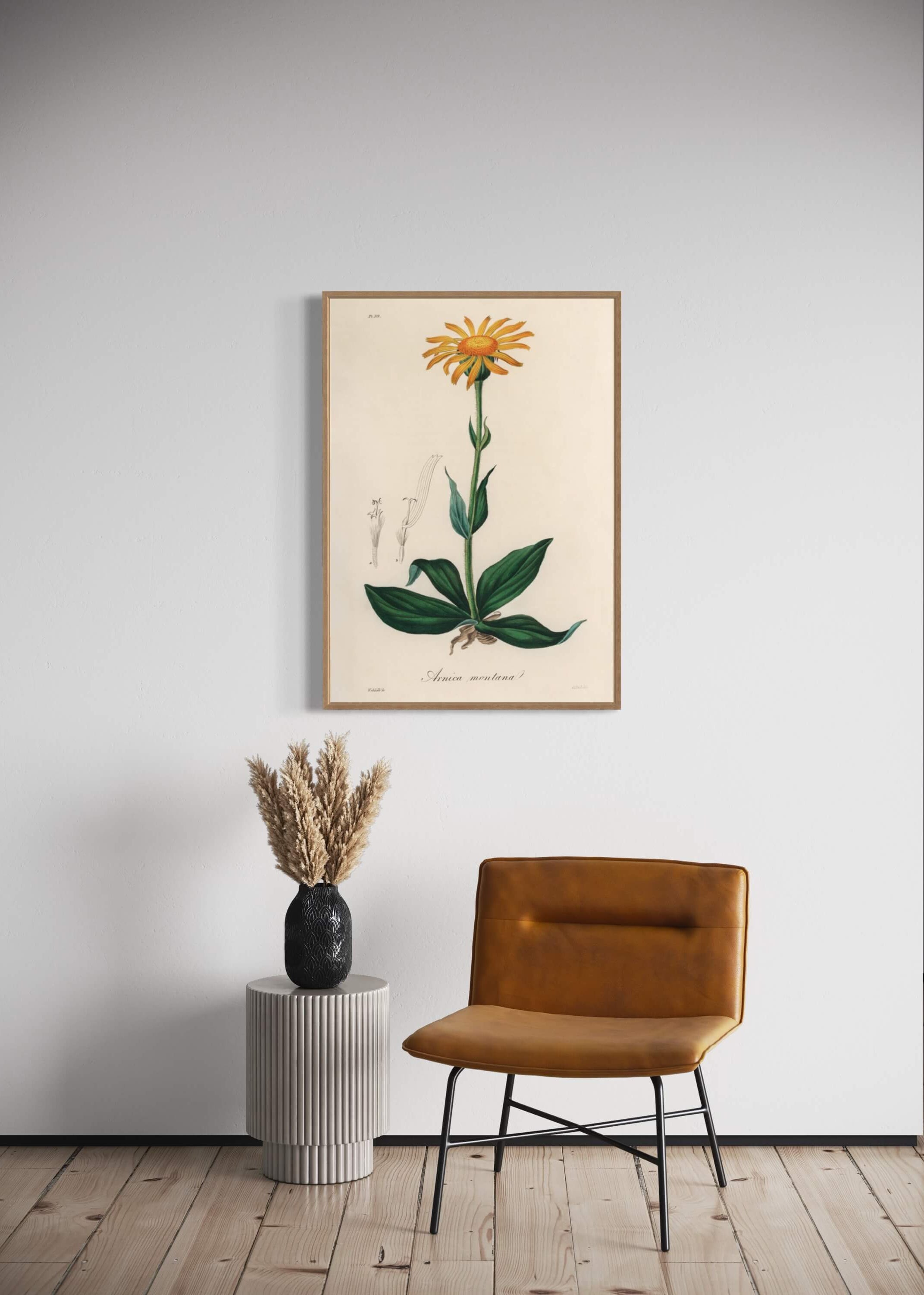 Arnica Montana
