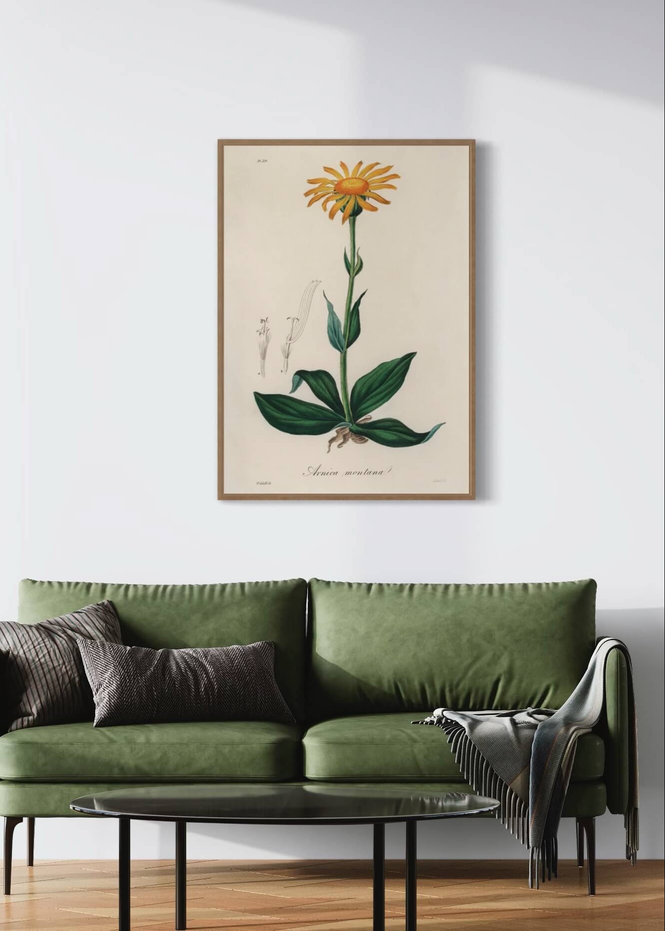 Arnica Montana