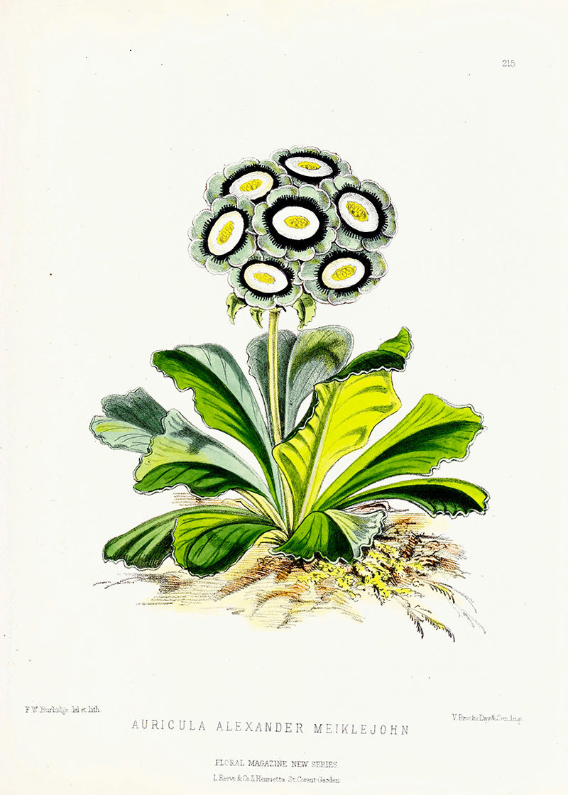 Auriculas