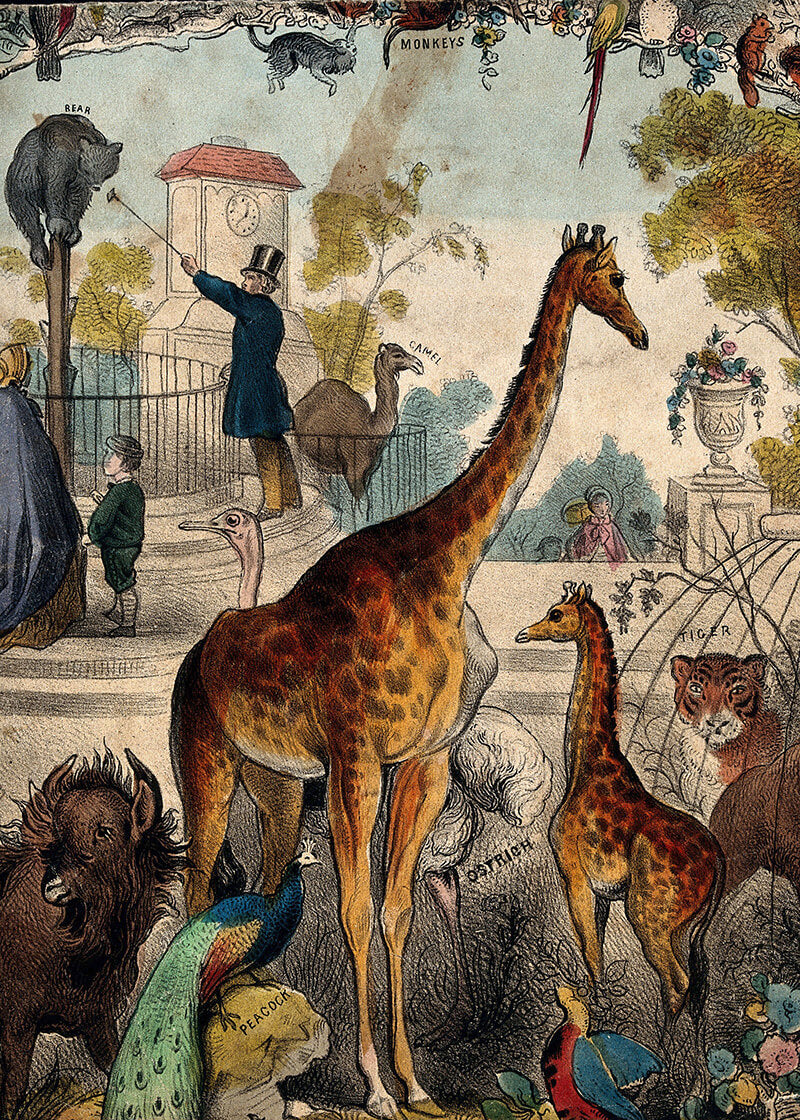 A Zoo With Giraffes, Tigers, And A Peacock