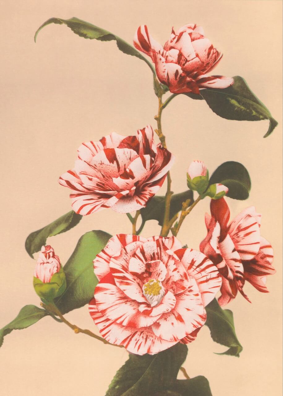 Beautiful Prints of Striped Camellias