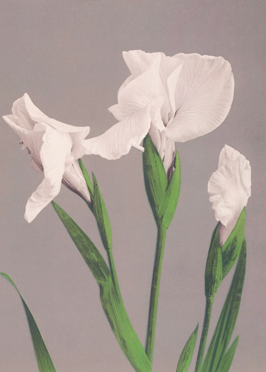 Beautiful Prints of White Irises