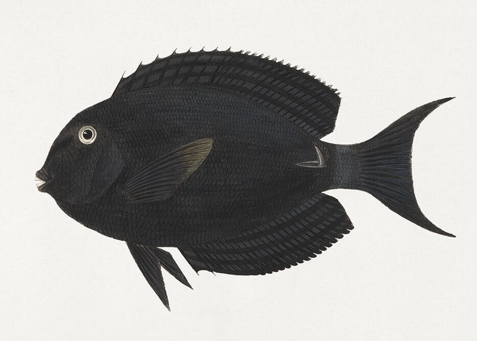 Farverig Fiskebilledvæg