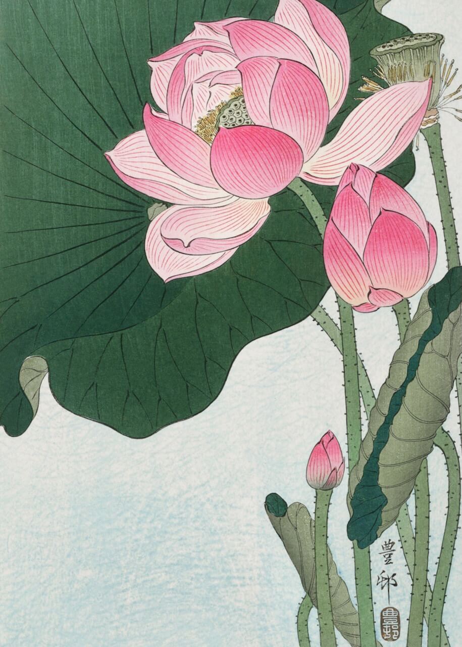 Blooming Lotus Flowers