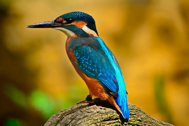 Calm Kingfishers