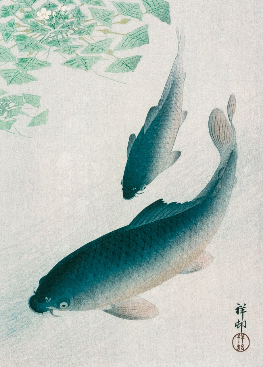 Carp or Koi