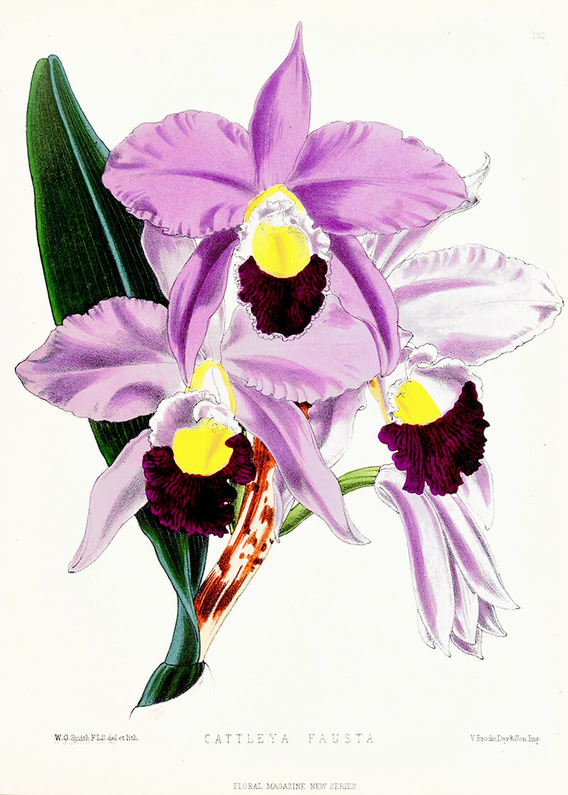 Cattleya Fausta