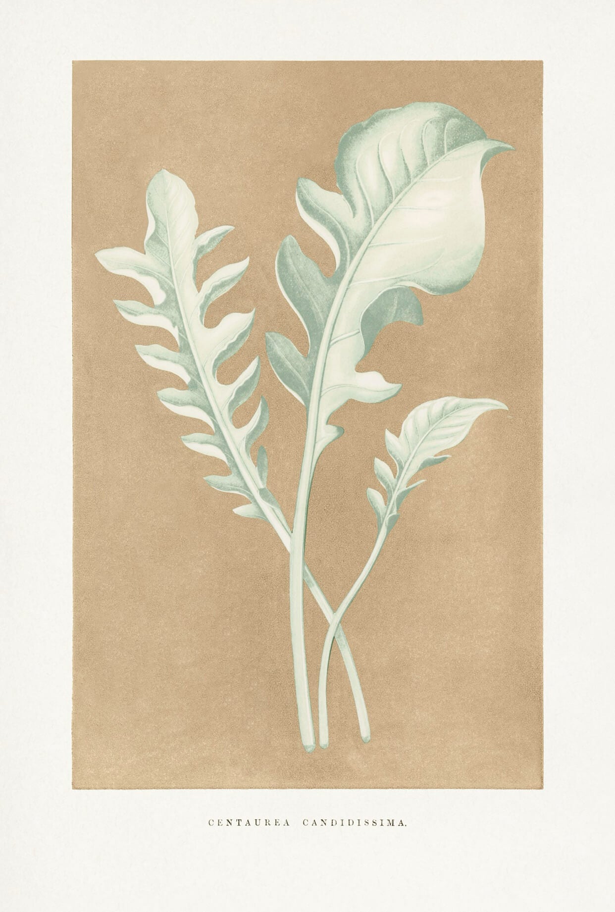 Centaurea Candidissima  - illustration af blade