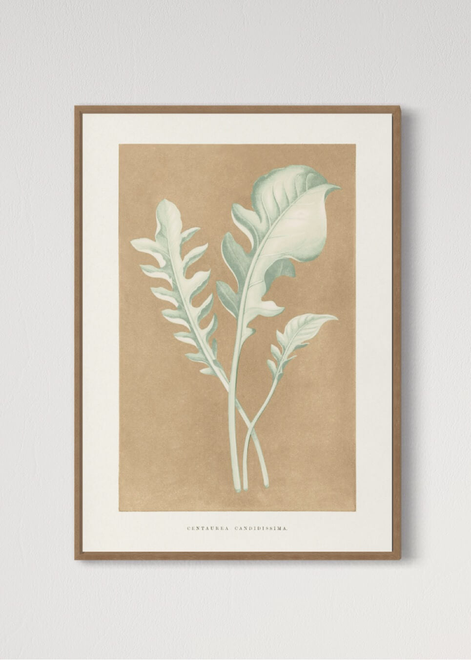 Centaurea Candidissima  - illustration af blade