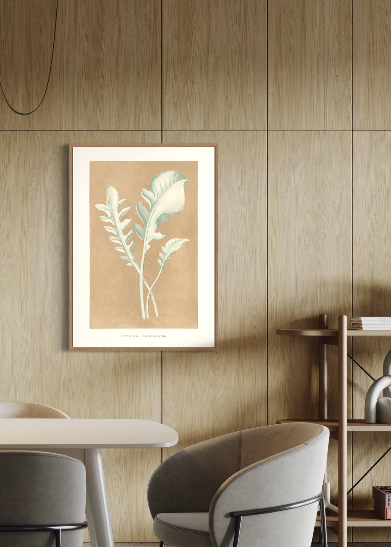 Centaurea Candidissima  - illustration af blade