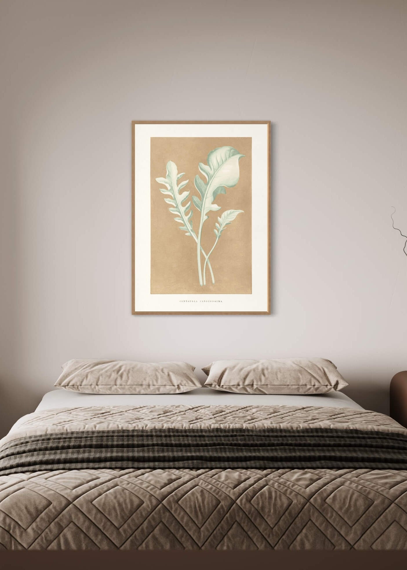 Centaurea Candidissima  - illustration af blade