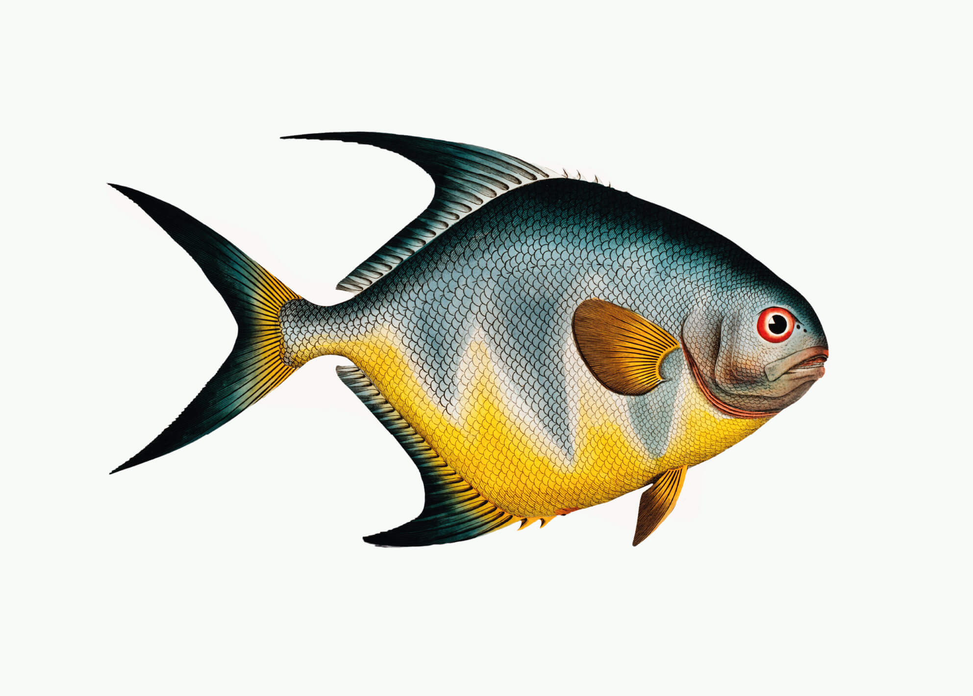 Vintage kunstplakat-stil illustration af Chaetodon rhomboides af Posters, der viser en høj, flad fisk med spidse finner, kløftet hale, blå og sort ryg, gul nedre halvdel og en rød ring omkring øjet.