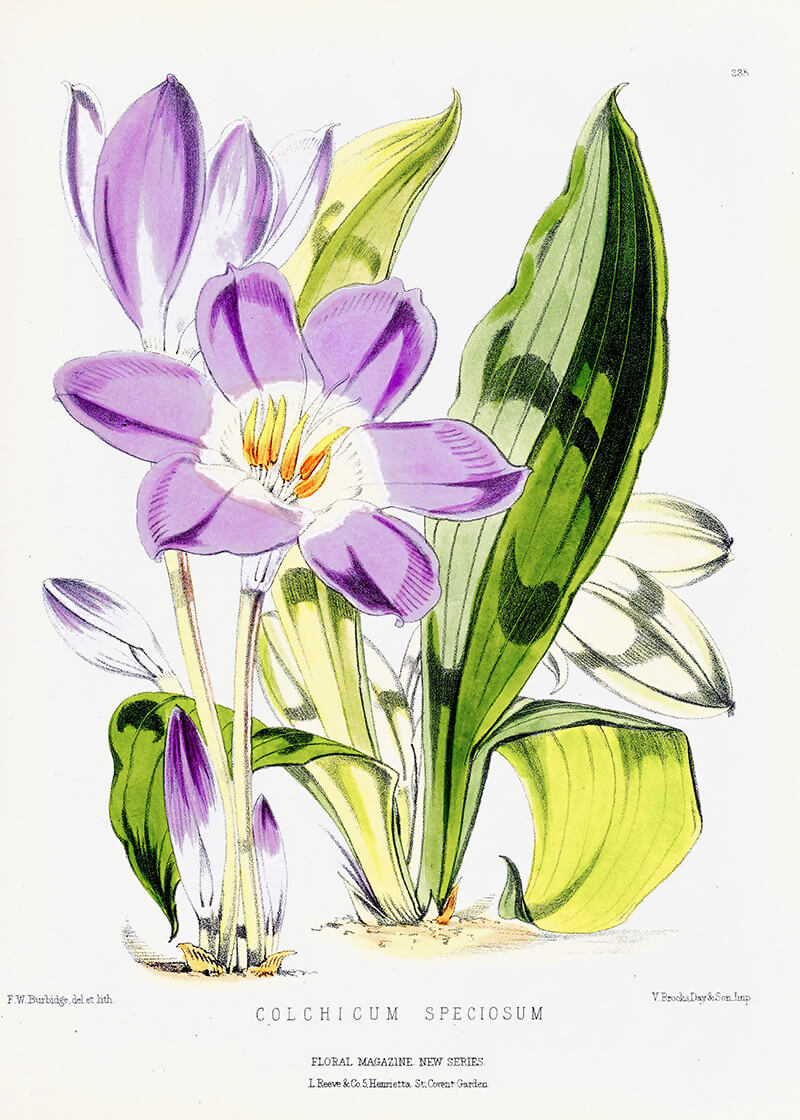 Colchicum Speciosum