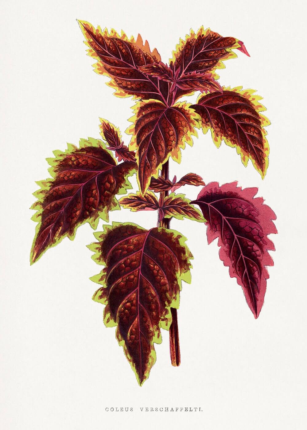 Coleus verschaffeltii