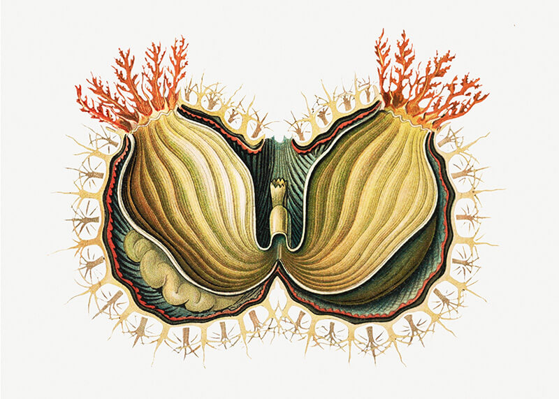 Colorful tunicate V