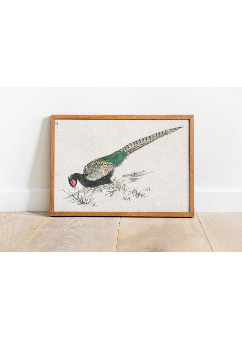 Green Pheasant