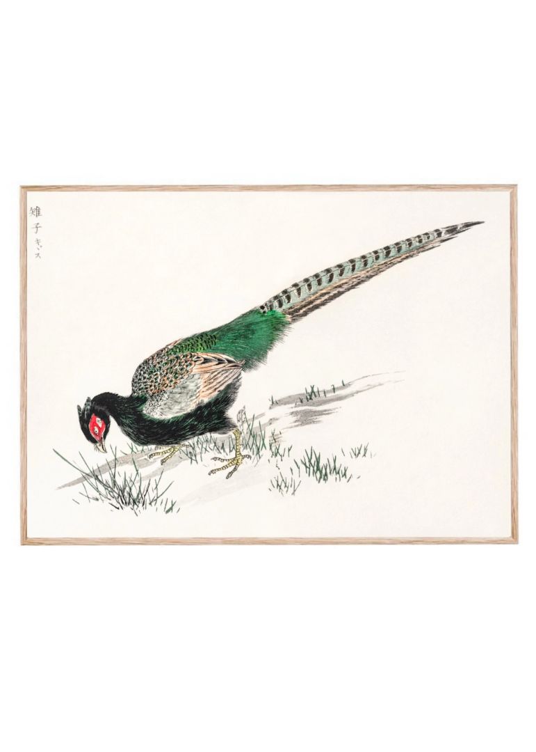 Green Pheasant