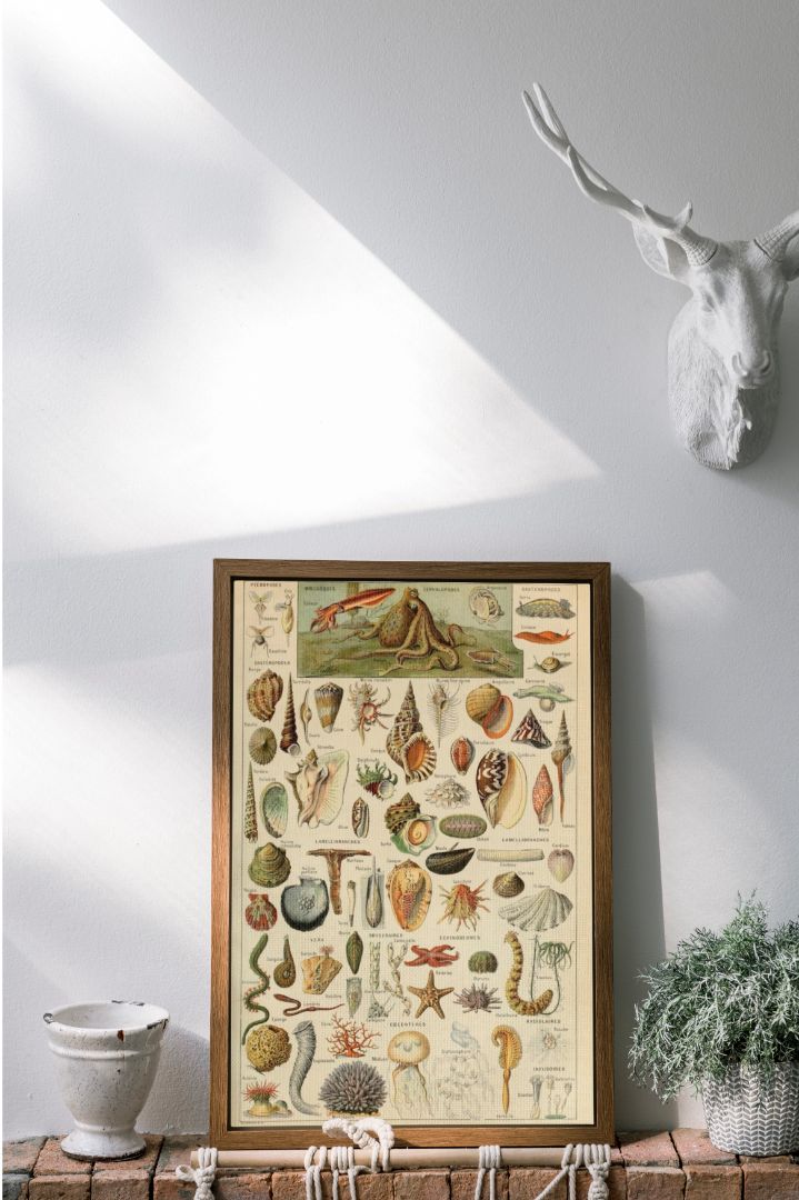 Molluscs Wall Art