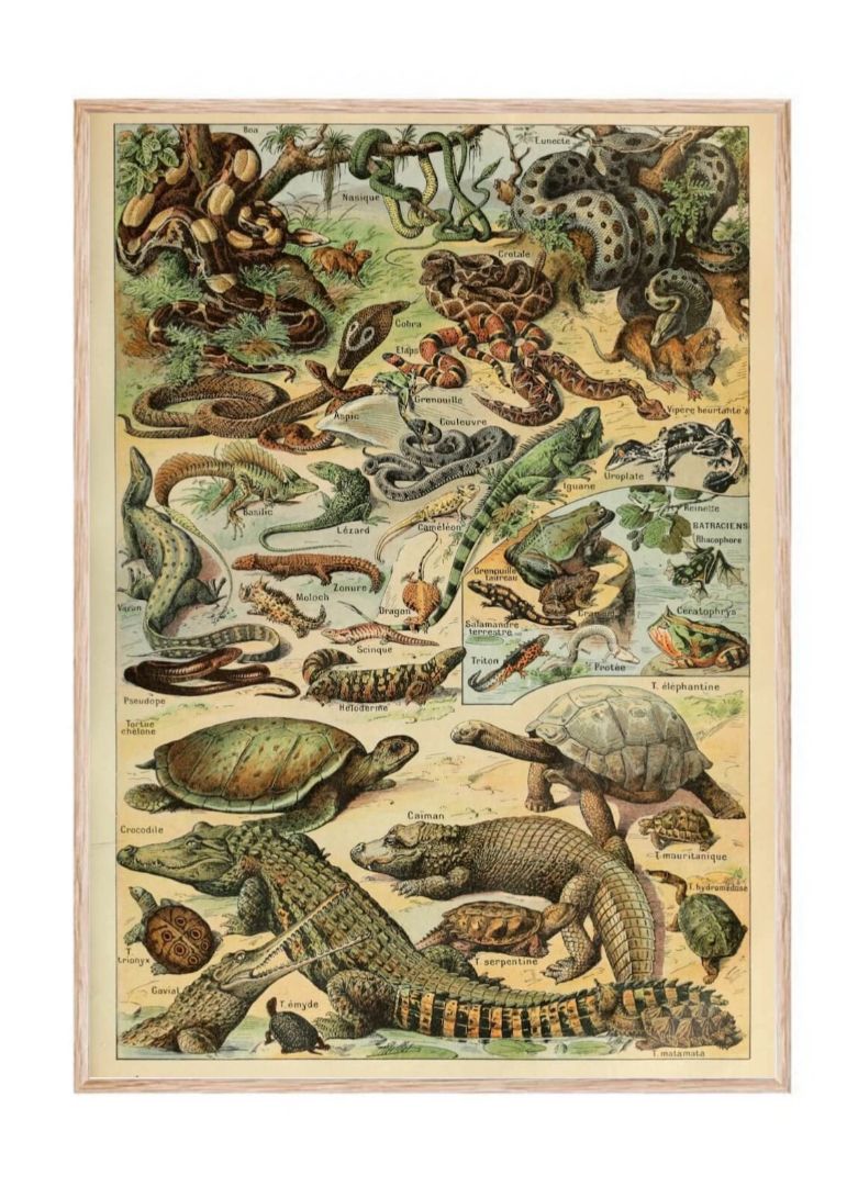 Reptile Chart