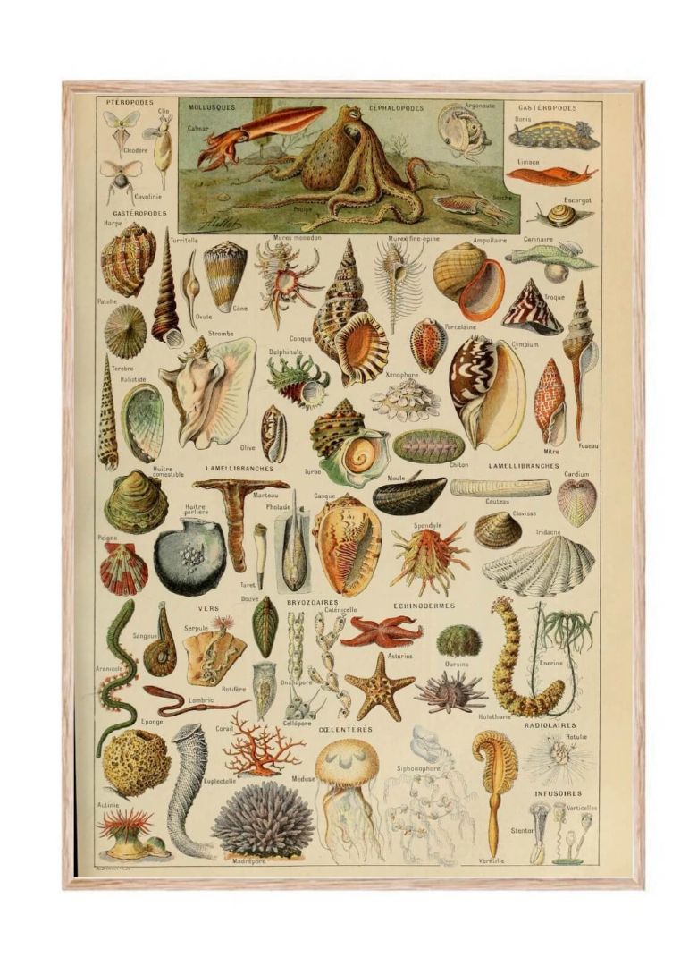 Molluscs Wall Art