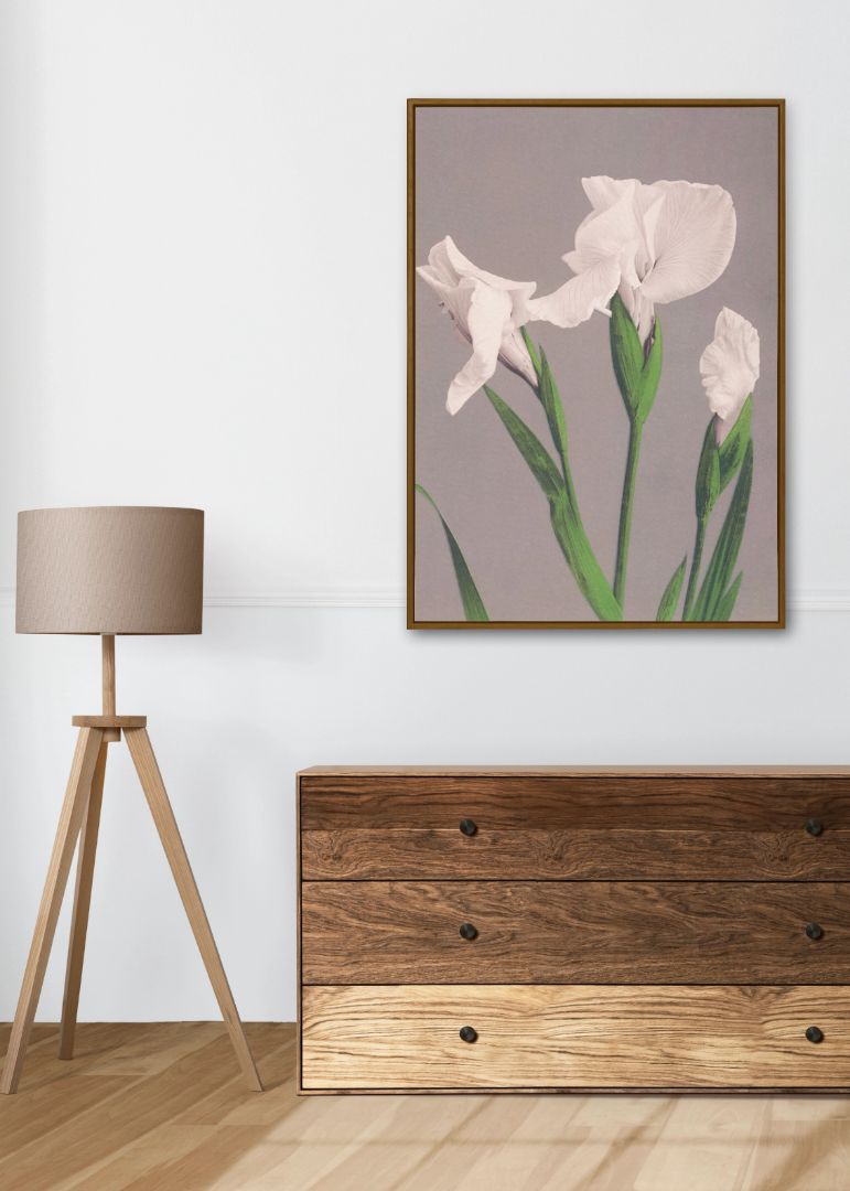 Beautiful Prints of White Irises