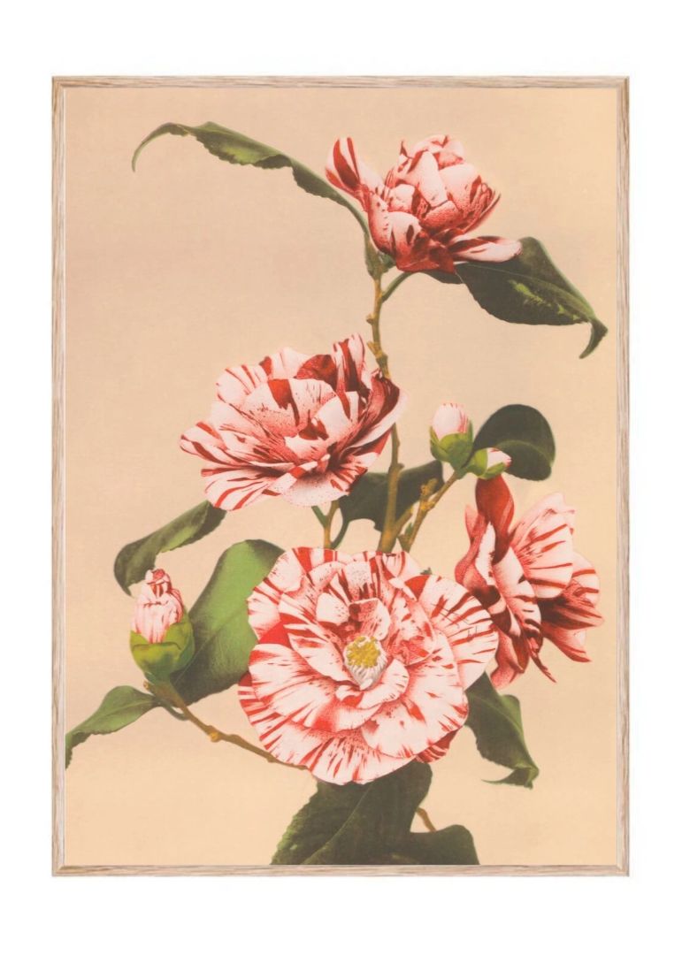 Beautiful Prints of Striped Camellias