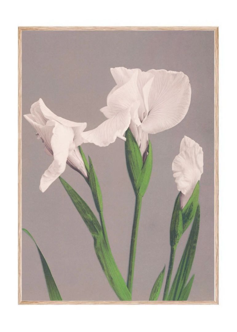 Beautiful Prints of White Irises