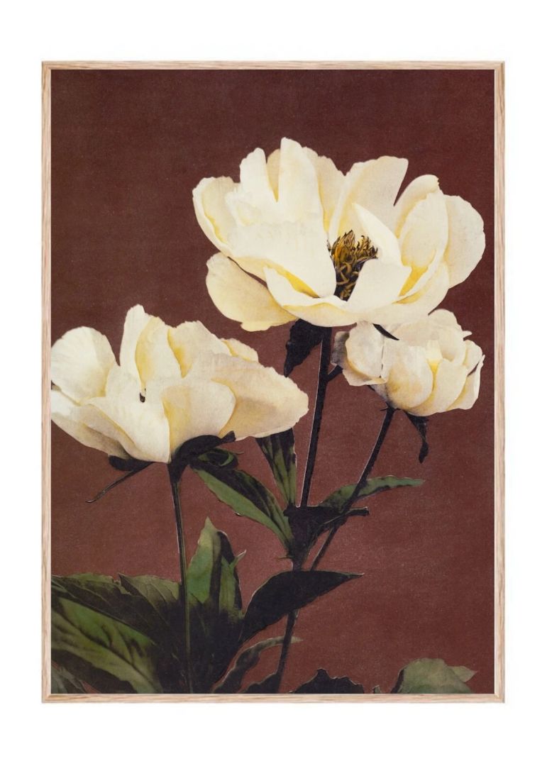 Hærdaceous Peony