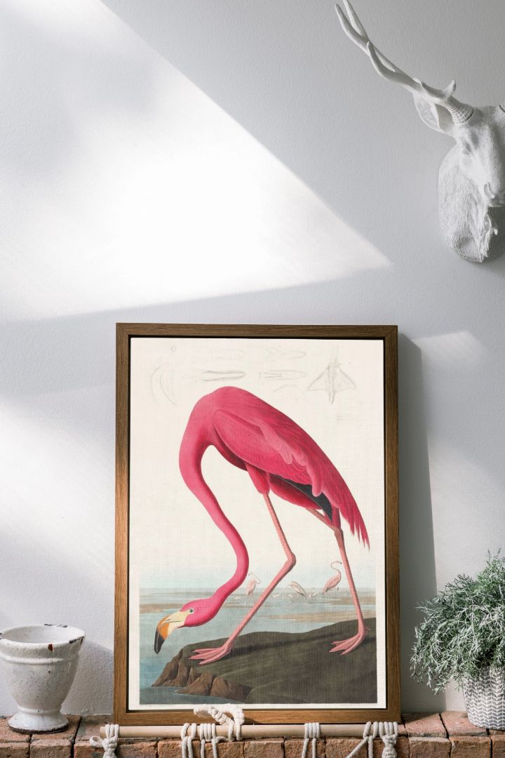 Pink Flamingo from Birds of America