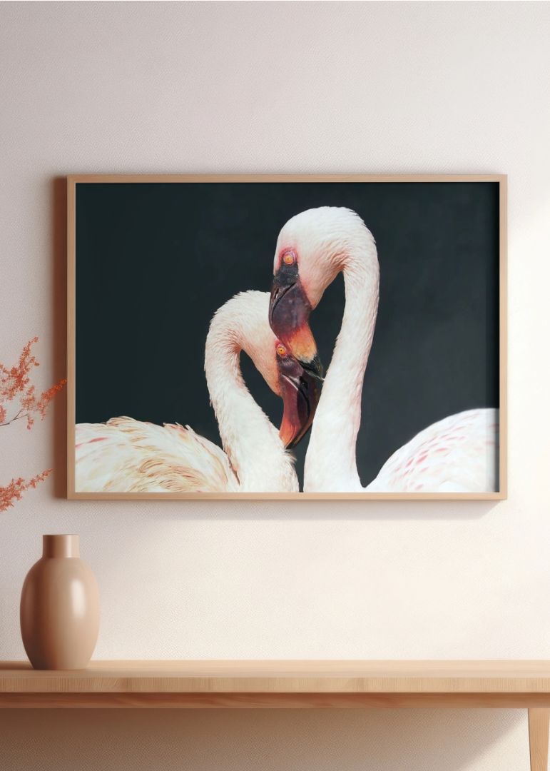 Two White Flamingos