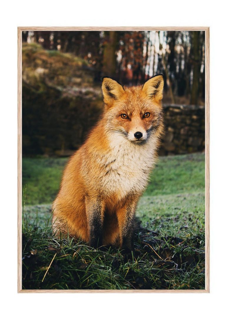 Brown Fox Sitting on Grass Field