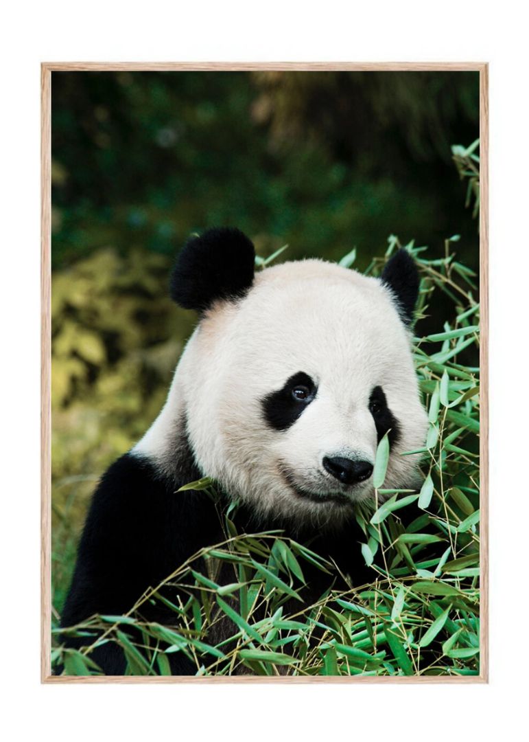 Giant Panda