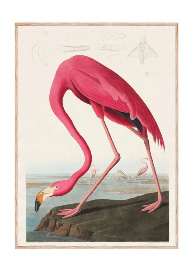 Pink Flamingo from Birds of America