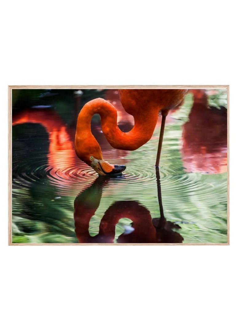 Pink Flamingo in Water