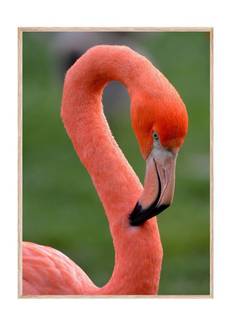 The Flamingo Head