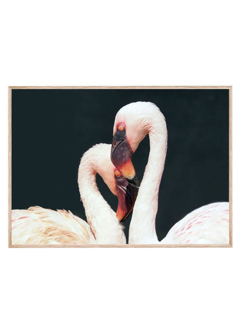 Two White Flamingos