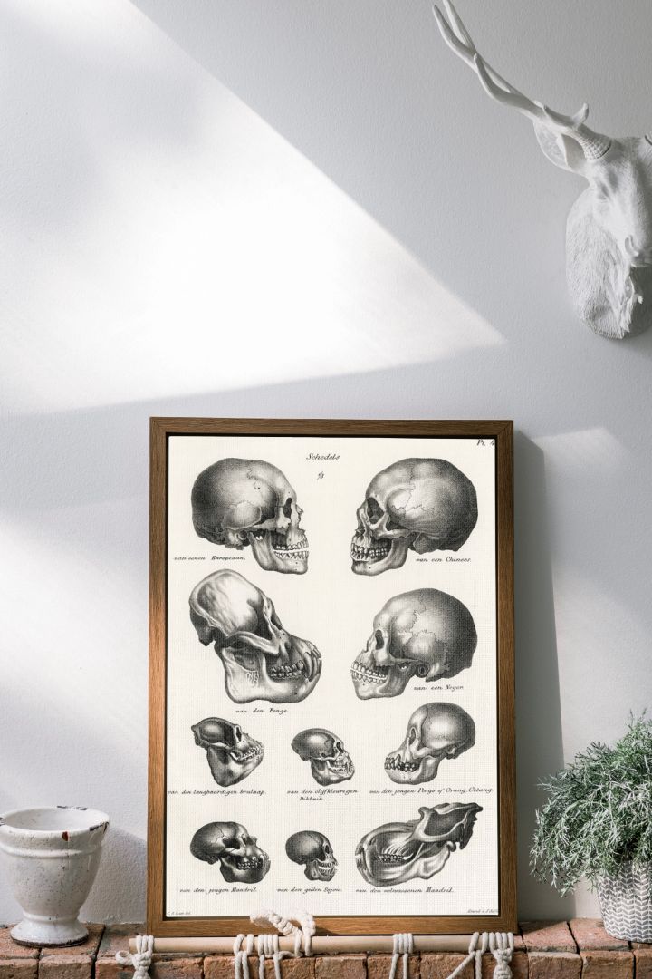 Human Monkey And Ape Skulls (1845)