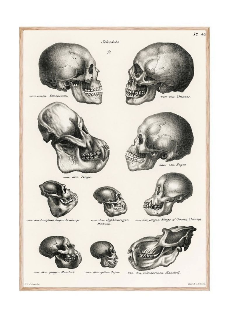 Human Monkey And Ape Skulls (1845)