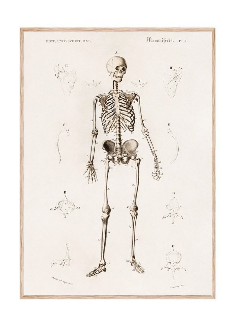 Human Skeleton (1892)