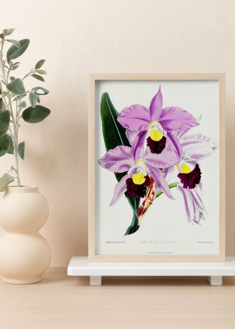 Cattleya Fausta