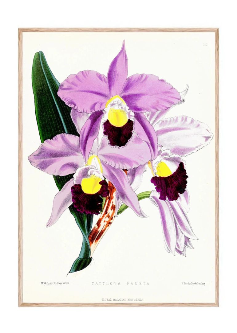 Cattleya Fausta