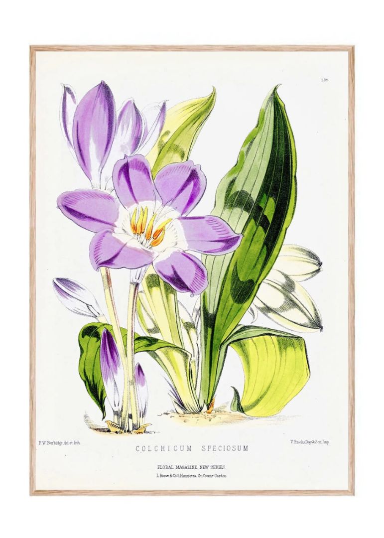 Colchicum Speciosum