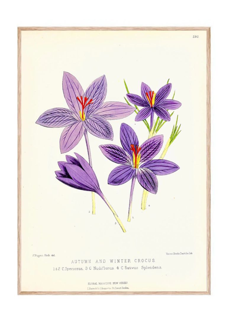 Crocus Sativus