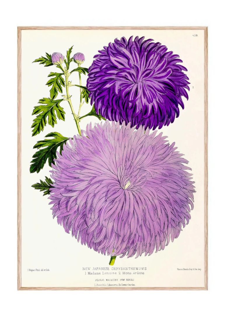 Purple Aster