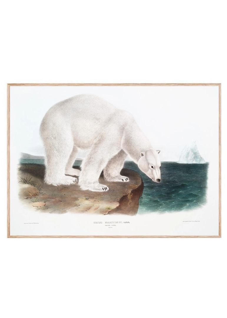 Polar Bear on Melted Iceberg