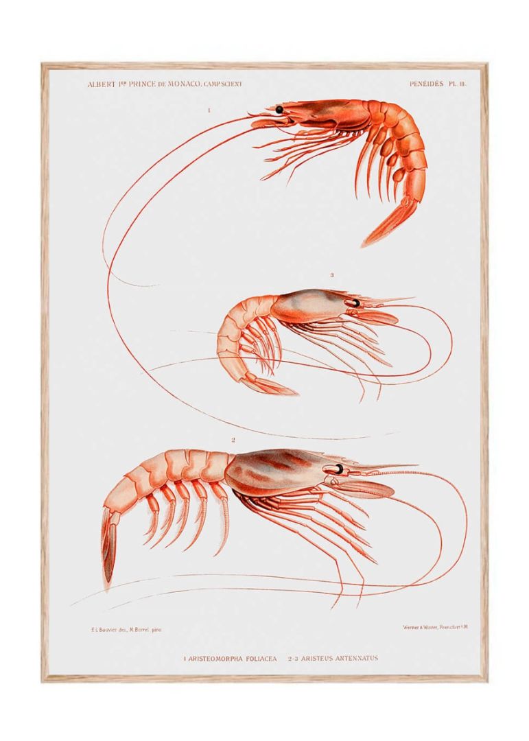 Prawn Varieties