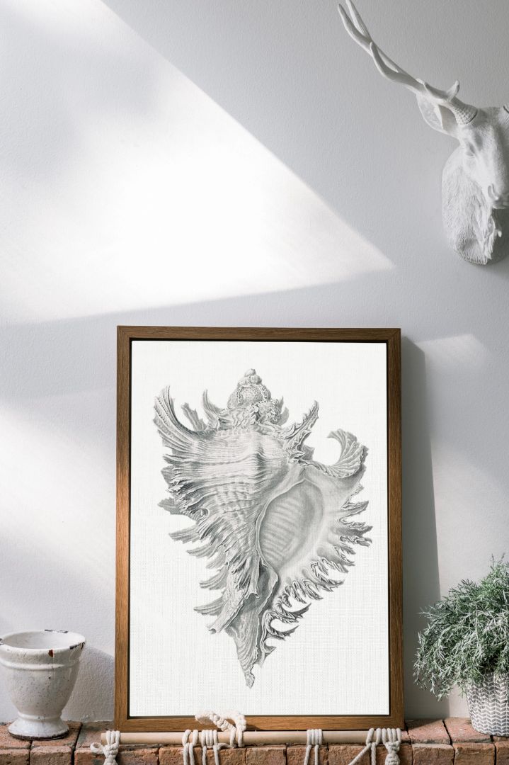 shell marine life illustration