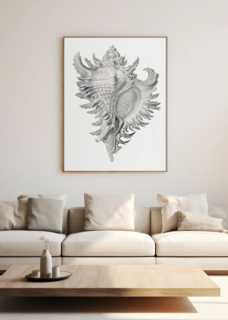 shell marine life illustration