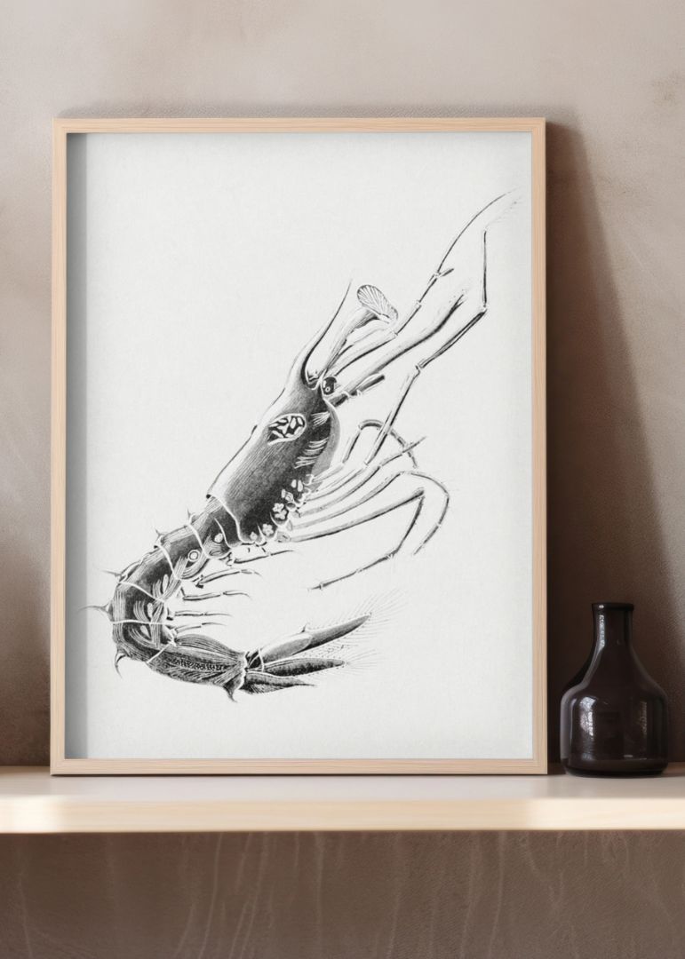 Vintage prawn marine life VI